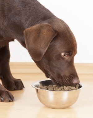 Guia de Alimentação do Cachorro - o segredo para ter um cão saudável e bem comportado